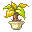 灯莓